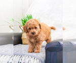 Small Photo #12 Goldendoodle (Miniature) Puppy For Sale in SYRACUSE, IN, USA