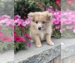 Small #6 Pomeranian