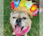 Small #5 Shih Tzu Mix