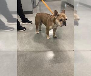 French Bulldog Dogs for adoption in San Martin, CA, USA