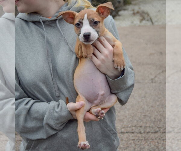 Medium Photo #3 Boxer-Bull Terrier Mix Puppy For Sale in Huntley, IL, USA