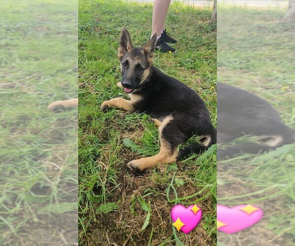 Medium Photo #4 German Shepherd Dog Puppy For Sale in MONROE, WA, USA