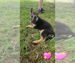 Small #3 German Shepherd Dog