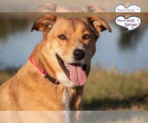 Mutt Dogs for adoption in Lee's Summit, MO, USA