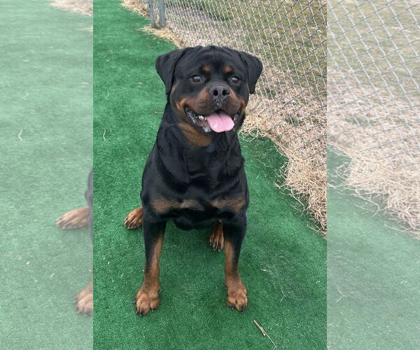 Medium Photo #5 Rottweiler Puppy For Sale in Spring Lake, NJ, USA