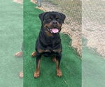 Small #4 Rottweiler