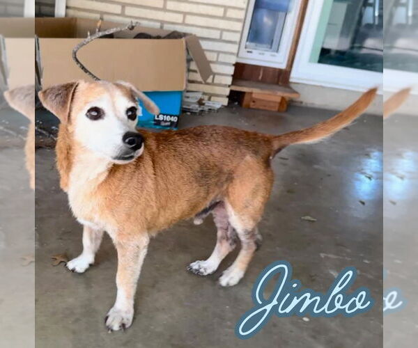 Medium Photo #9 Dachshund-Unknown Mix Puppy For Sale in San Antonio, TX, USA