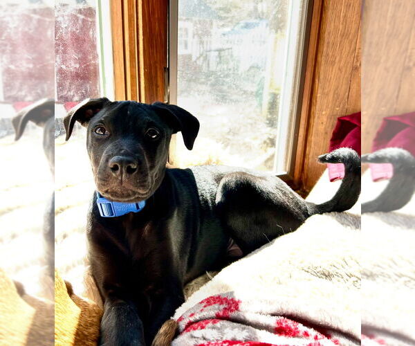 Medium Photo #11 Labrador Retriever Puppy For Sale in Brewster, NY, USA