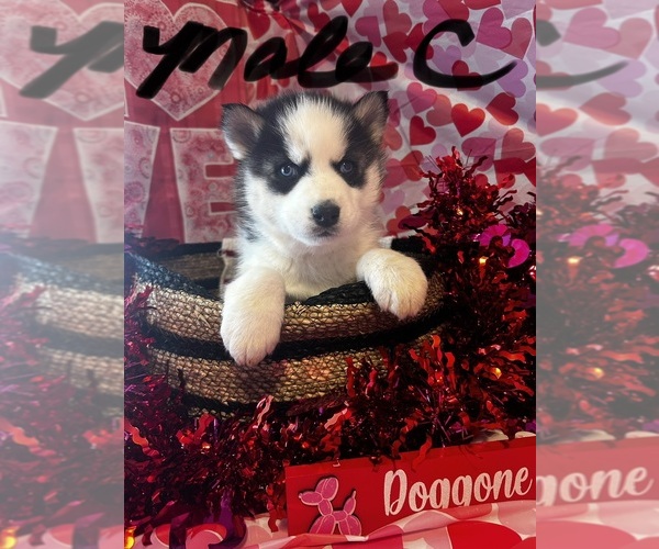 Medium Photo #2 Siberian Husky Puppy For Sale in PARK CITY, KY, USA