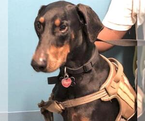 Doberman Pinscher Dogs for adoption in Houston, TX, USA