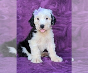 Old English Sheepdog Puppy for sale in PORT DEPOSIT, MD, USA