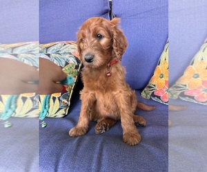 Goldendoodle Puppy for sale in BAKERSFIELD, CA, USA
