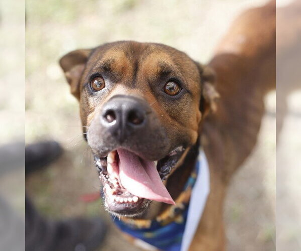 Medium Photo #1 Boxer-Unknown Mix Puppy For Sale in San Antonio, TX, USA