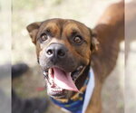 PERRO - Male Boxer-Unknown Mix Dog for Adoption - Small photo