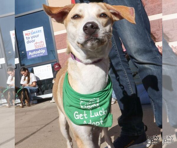 Medium Photo #2 Labrador Retriever-Unknown Mix Puppy For Sale in Washington, DC, USA