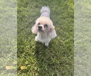 Andrew Aug 26 - Male Poodle (Miniature) Dog for Adoption - Photo #3