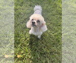 Small Photo #3 Poodle (Miniature) Puppy For Sale in Pacolet, SC, USA