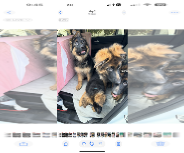Medium Photo #2 German Shepherd Dog Puppy For Sale in STUDIO CITY, CA, USA