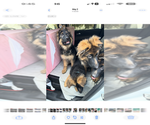 Small #1 German Shepherd Dog