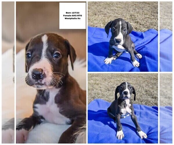 Medium Photo #6 Great Dane Puppy For Sale in WESTPHALIA, KS, USA