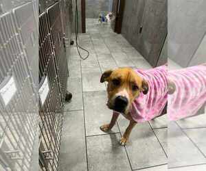 Toby Bean (TX) - Male Mutt Dog for Adoption - Photo #2