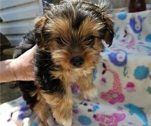 Yorkshire Terrier Puppy for sale in BEL AIR, MD, USA