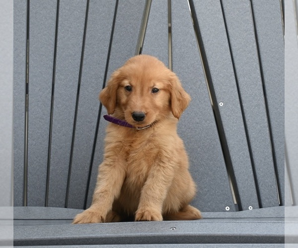 Medium Photo #1 Golden Retriever Puppy For Sale in MILLERSBURG, OH, USA