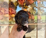 Small #8 Aussiedoodle Miniature 