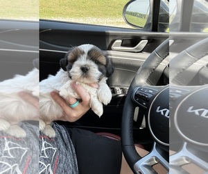 Maltese Puppy for sale in SAINTE GENEVIEVE, MO, USA