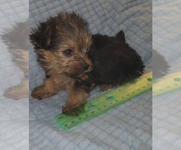 Medium Photo #32 Yorkshire Terrier Puppy For Sale in AKRON, OH, USA
