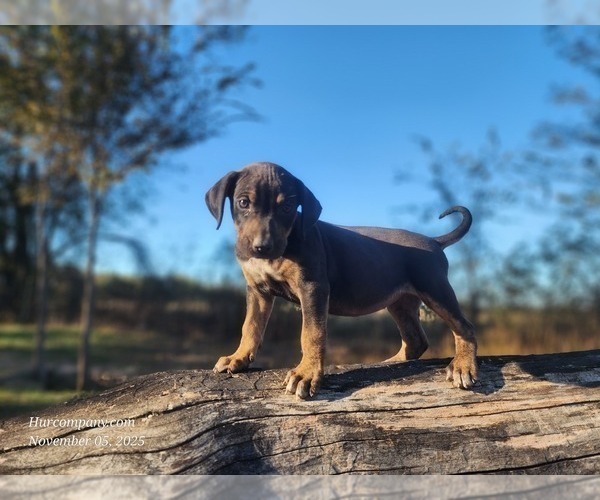 Medium Photo #2 Catahoula Leopard Dog Puppy For Sale in CUMBY, TX, USA