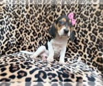 Small #3 Beagle
