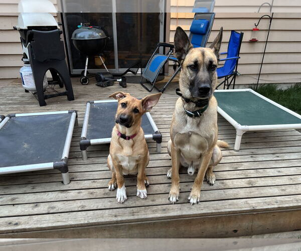 Medium Photo #6 German Shepherd Dog-Unknown Mix Puppy For Sale in Seattle, WA, USA