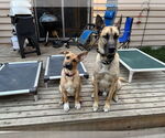 Small #5 German Shepherd Dog Mix