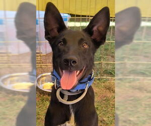 Mutt Dogs for adoption in Kansas City, MO, USA