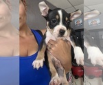 Small #8 American Bully