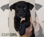 Small Chihuahua Mix