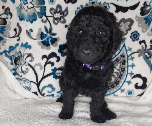Medium Photo #3 Poodle (Standard) Puppy For Sale in ELKTON, KY, USA