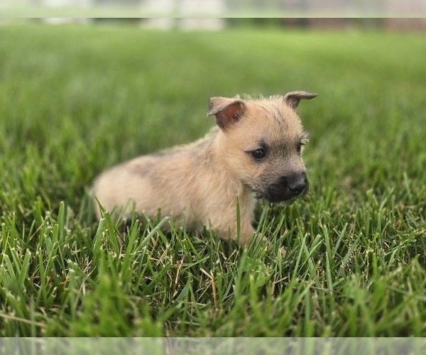 Medium Photo #7 Cairn Terrier Puppy For Sale in CARLYLE, IL, USA