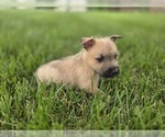 Small #6 Cairn Terrier