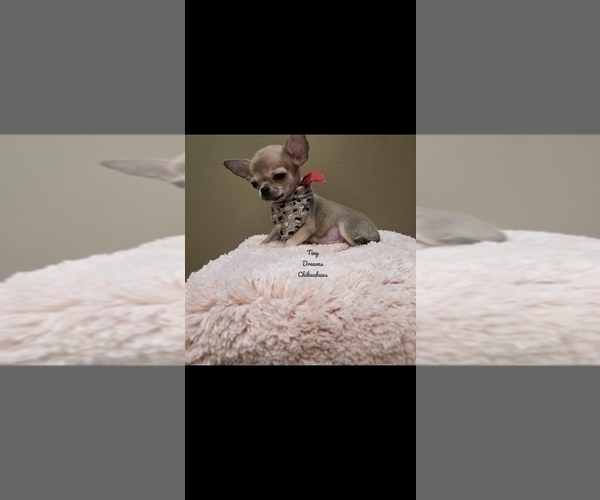 Medium Photo #4 Chihuahua Puppy For Sale in CRAFTON, PA, USA
