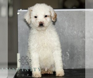 Poodle (Miniature) Puppy for sale in LEOLA, PA, USA