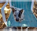 Small Photo #7 Australian Cattle Dog Puppy For Sale in BREWSTER, CO, USA