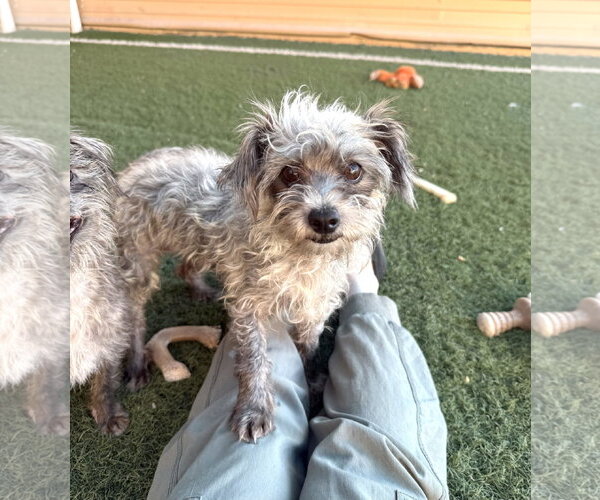 Medium Photo #5 Mutt Puppy For Sale in Phoenix, AZ, USA