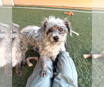 Small #4 Mutt