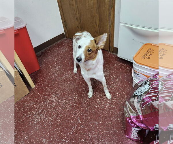 Medium Photo #8 Red Heeler-Unknown Mix Puppy For Sale in Fargo, ND, USA