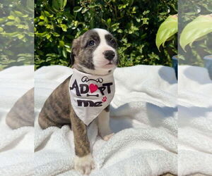 Mutt Dogs for adoption in Menifee, CA, USA
