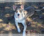 Small German Shepherd Dog-Siberian Husky Mix