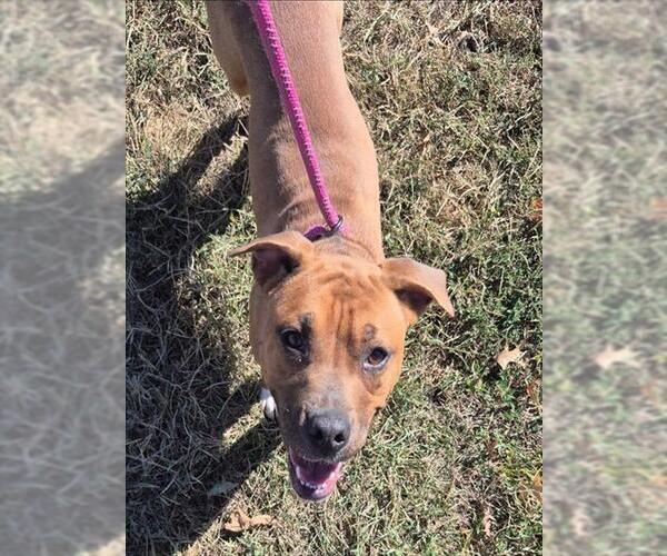 Medium Photo #2 American Pit Bull Terrier Puppy For Sale in Decatur, IL, USA