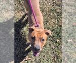 Small #1 American Pit Bull Terrier